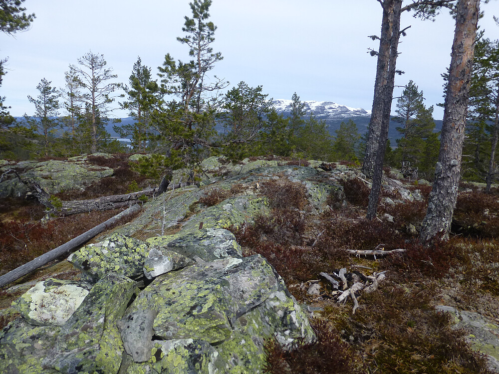 Toppen på Skitnebufjellet med utsikt til hvite fjell
