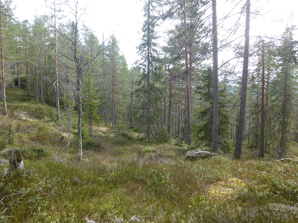 Lia ned fra Skitebufjellet i naturreservatet, lettgått 