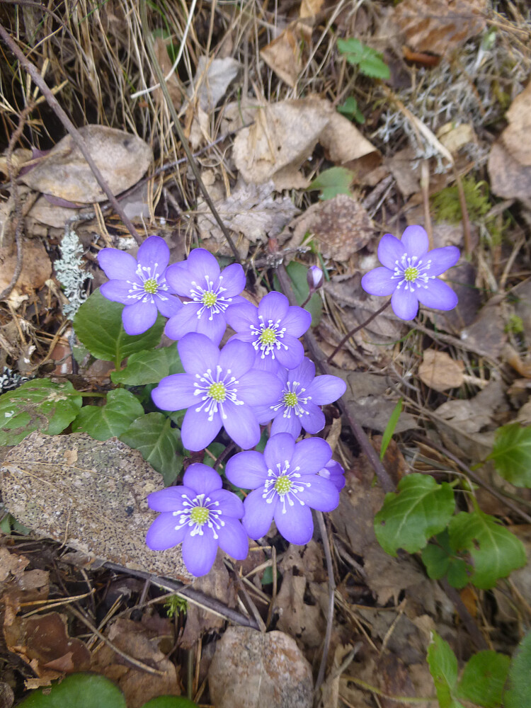 Blåveistur, mye både på opptur og nedtur