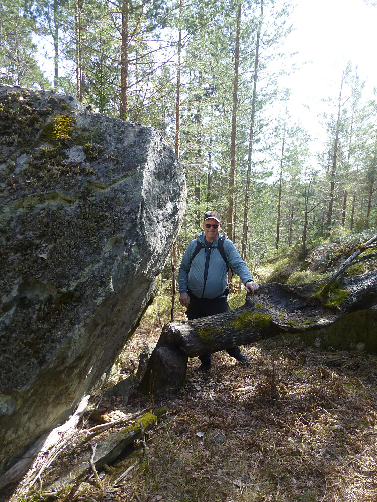 Langt oppe i lia fant vi denne kjempeospa som var felt av en bever. Flere slike tre nedover. Hvor beveren kommer fra er jeg usikker, for et stykke til vann her.