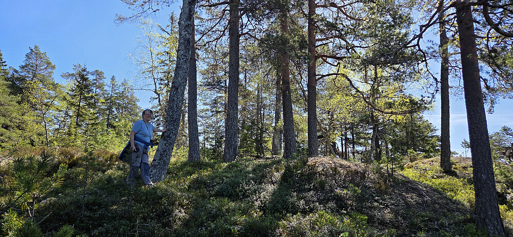 Vi har kommet oss opp fra skogen og opp i høyden