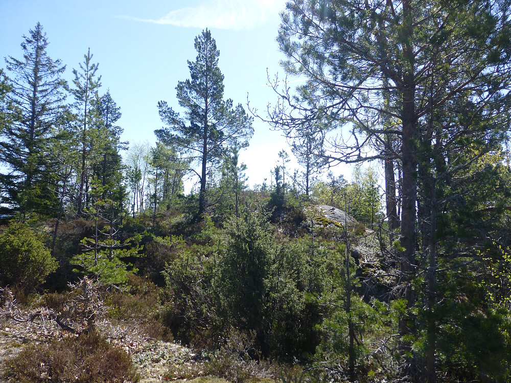 Toppområdet