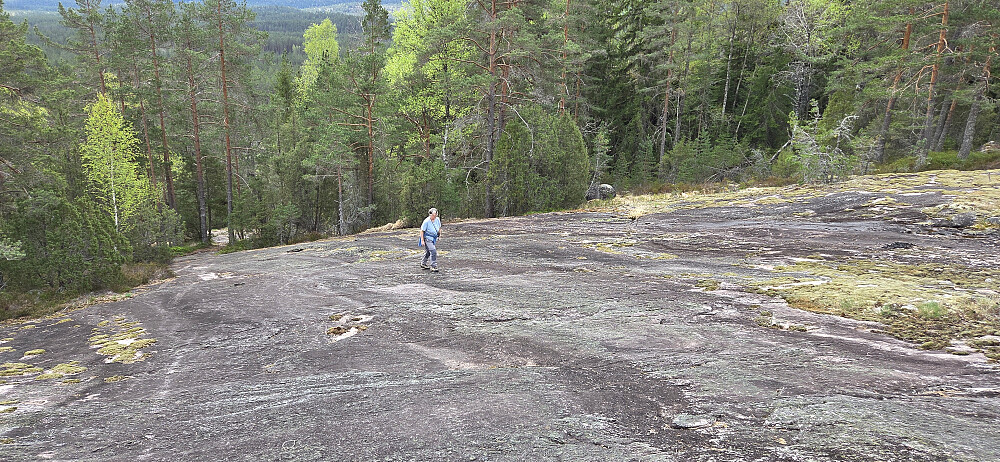 Svaene vi fulgte på den merkede stien 