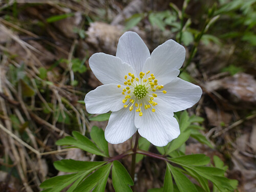 Hvitveis og blåveis blomstret flott i dag