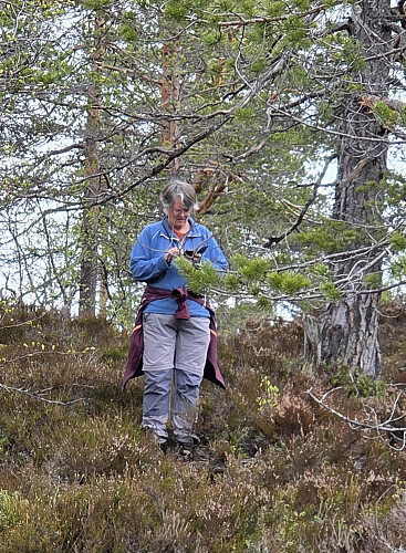Viktig å holde stø kurs mellom furuskog, lyng, myr og skrenter