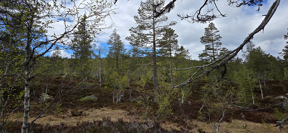 Terrenget i naturreservatet, skog, myr og lyng.