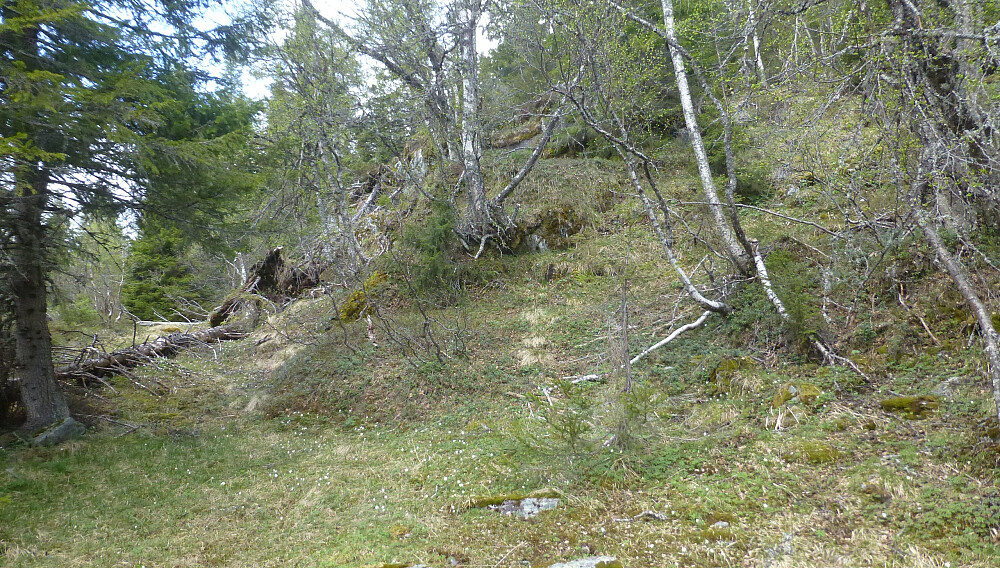 Her tar vi av fra driftsvegen og inn på elgtråkk