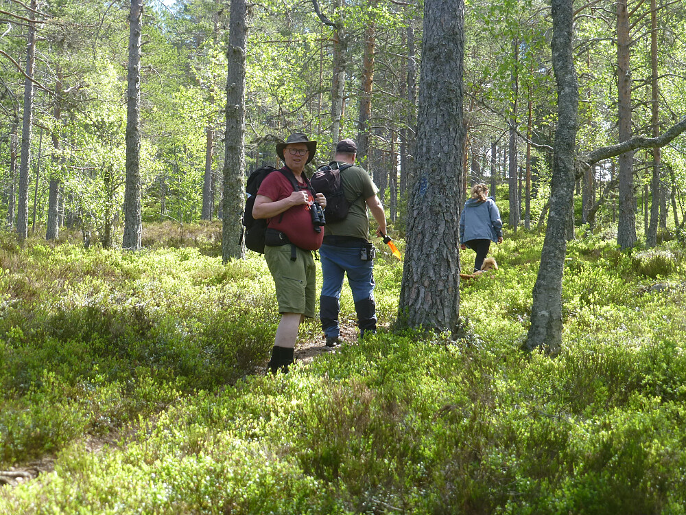 Fint å gå på god sti i skogen opp til toppen. Nydelig farge på blåbærlingen nå.