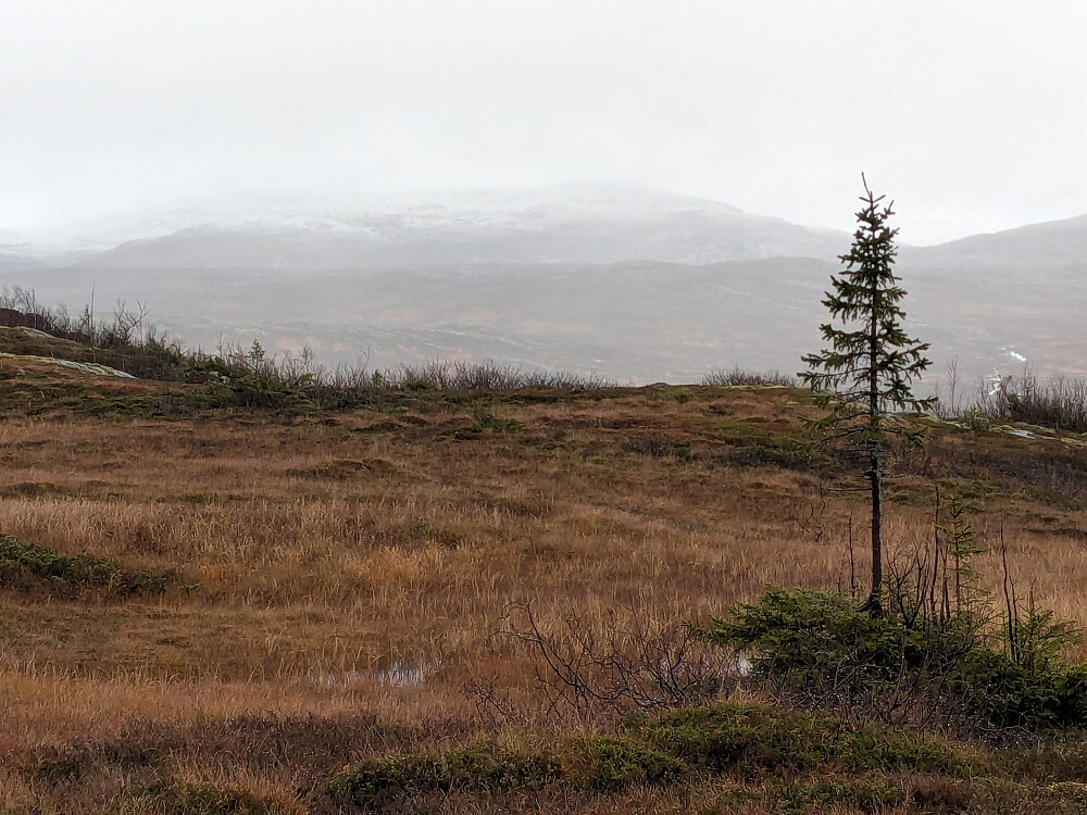 Flott myr. Snø over 1000 meter mot Støørje