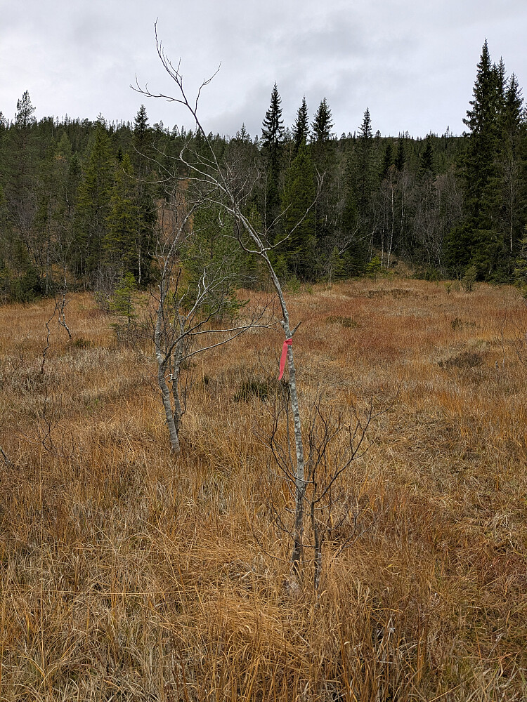 Merket sti opp Torsengdalen