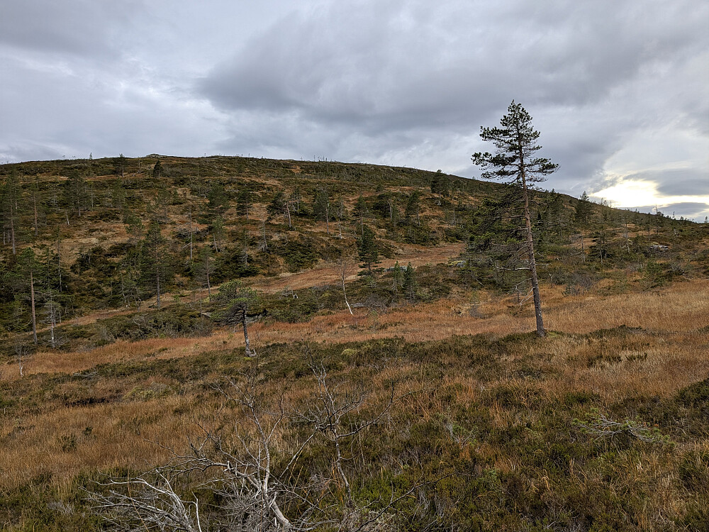 Flott oppgang til Torsengheia