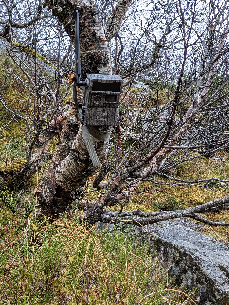 Viltkameraet tok sikkert bilde av meg, og jeg tok bildet av viltkameraet.