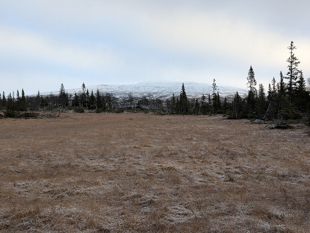 Myrpartier. Penningkeisa i bakgrunnen