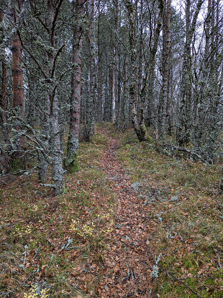 God sti mot Vardåsen