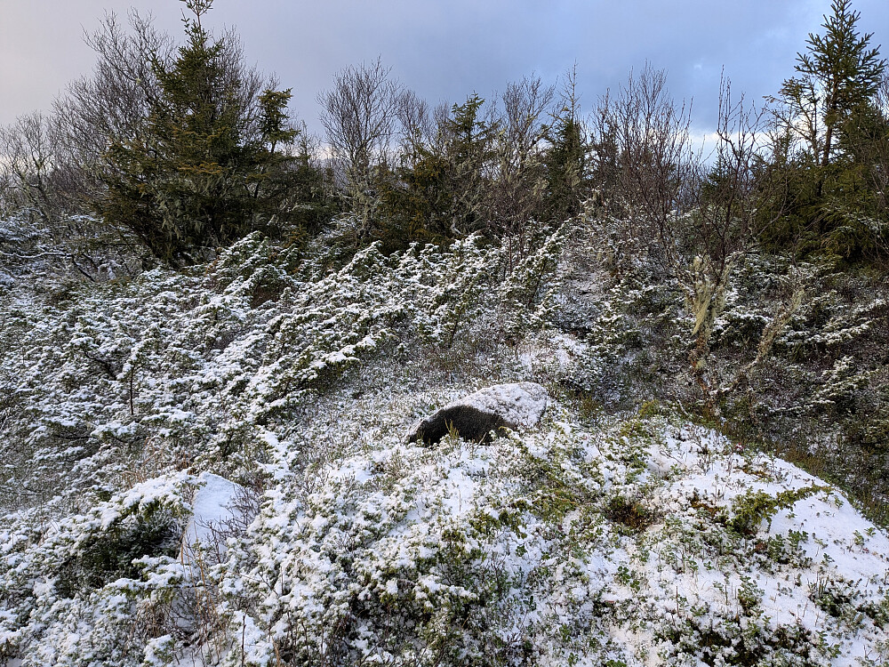 Toppen av Svanhaugan