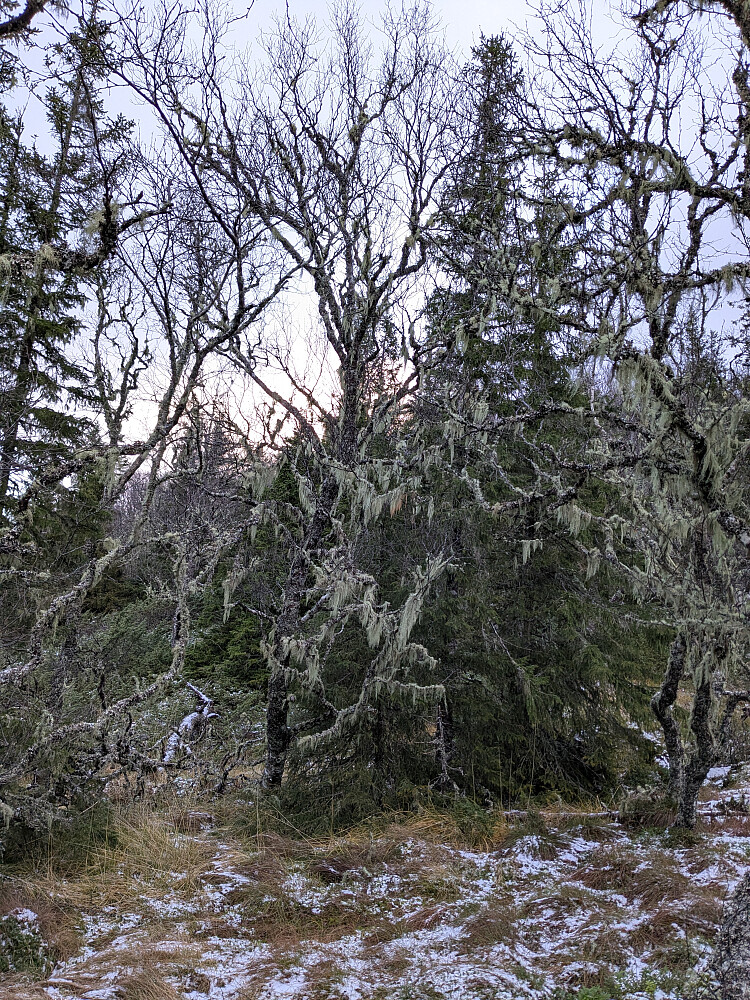 Vakkert ned i skaret mellom Hjelmsenget og Svinvika