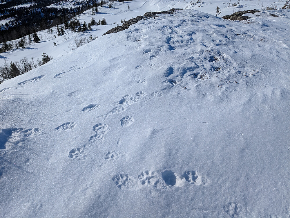 Jervespor ved trigpunktet på HOLDESLIRUET