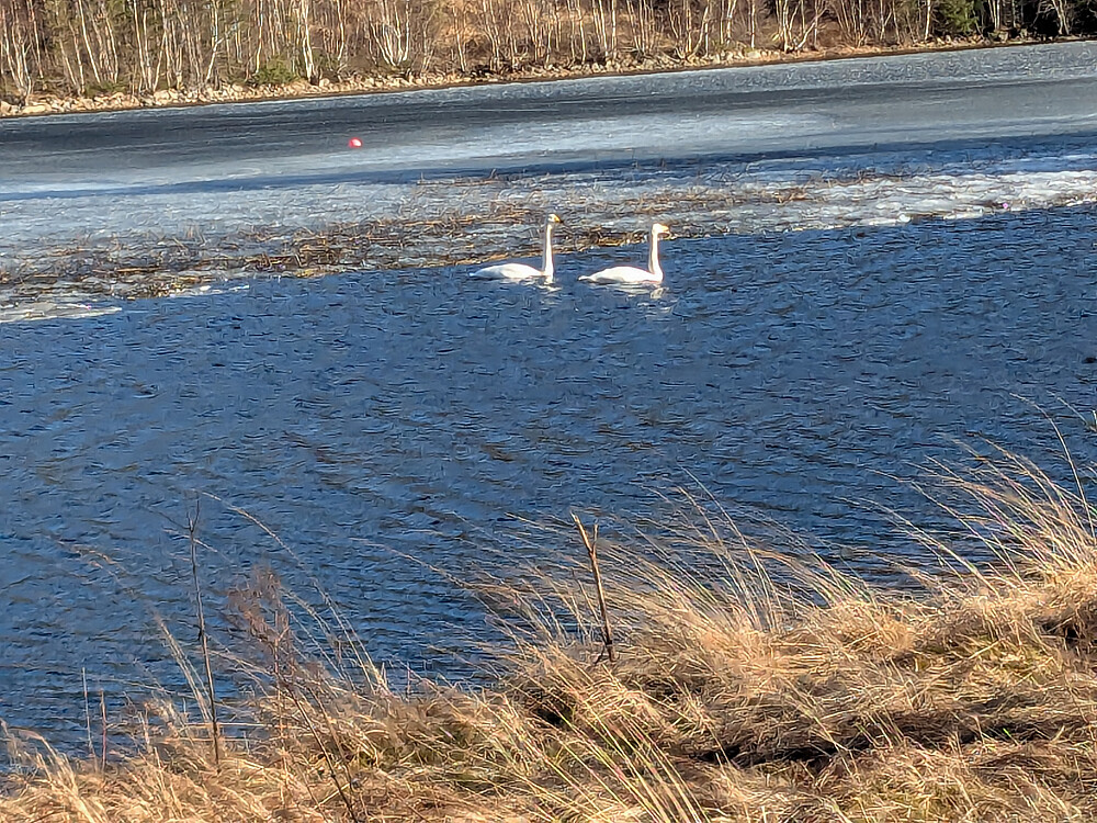 To svaner på Osanvatnet