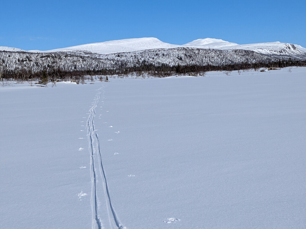 Tilbakeblikk fra Litlsteintjønna