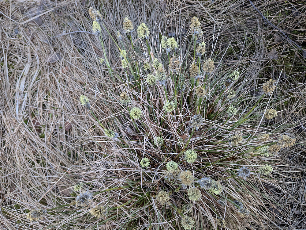Dagens blomst