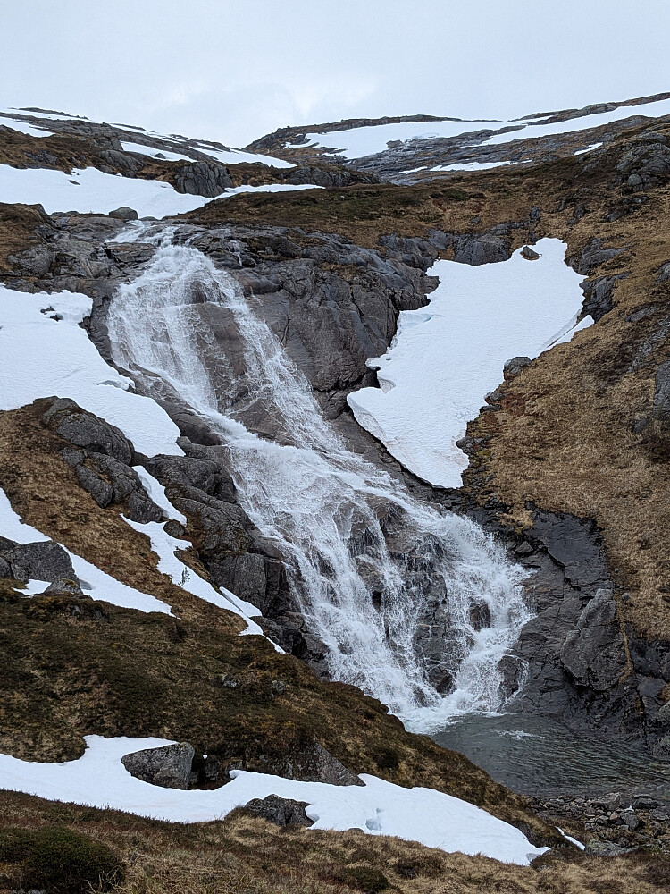 Snøåa