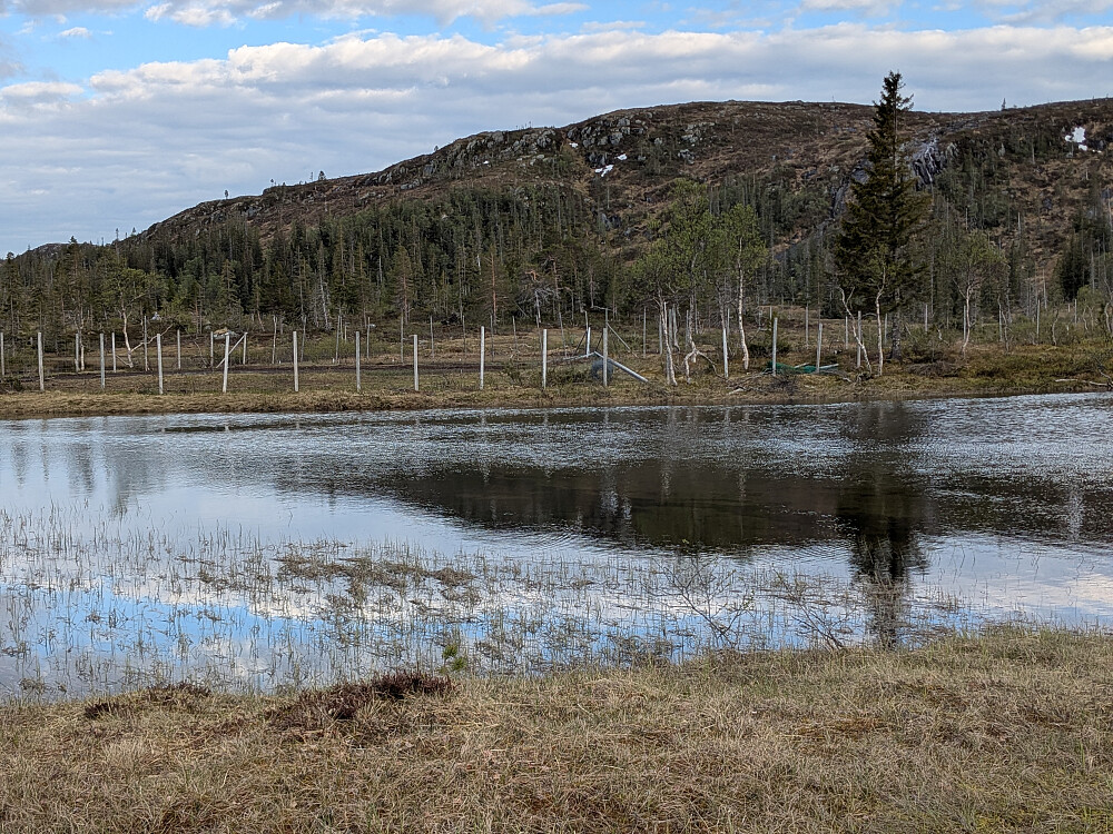 Snøåa