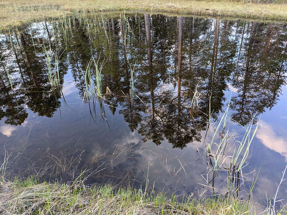 Trærne speiler seg i ei myrtjønn